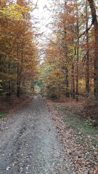 Körperorientierte Psychotherapie